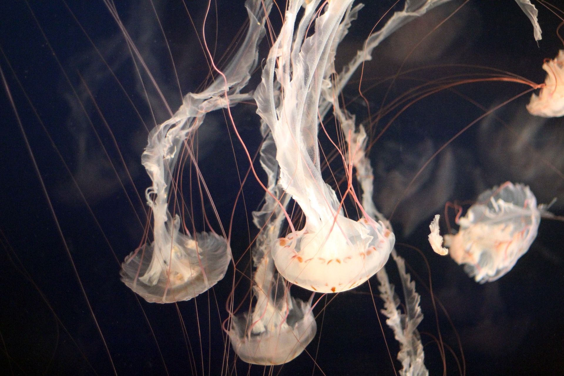 Bio-LEDS (Sujetbld Jellyfish)